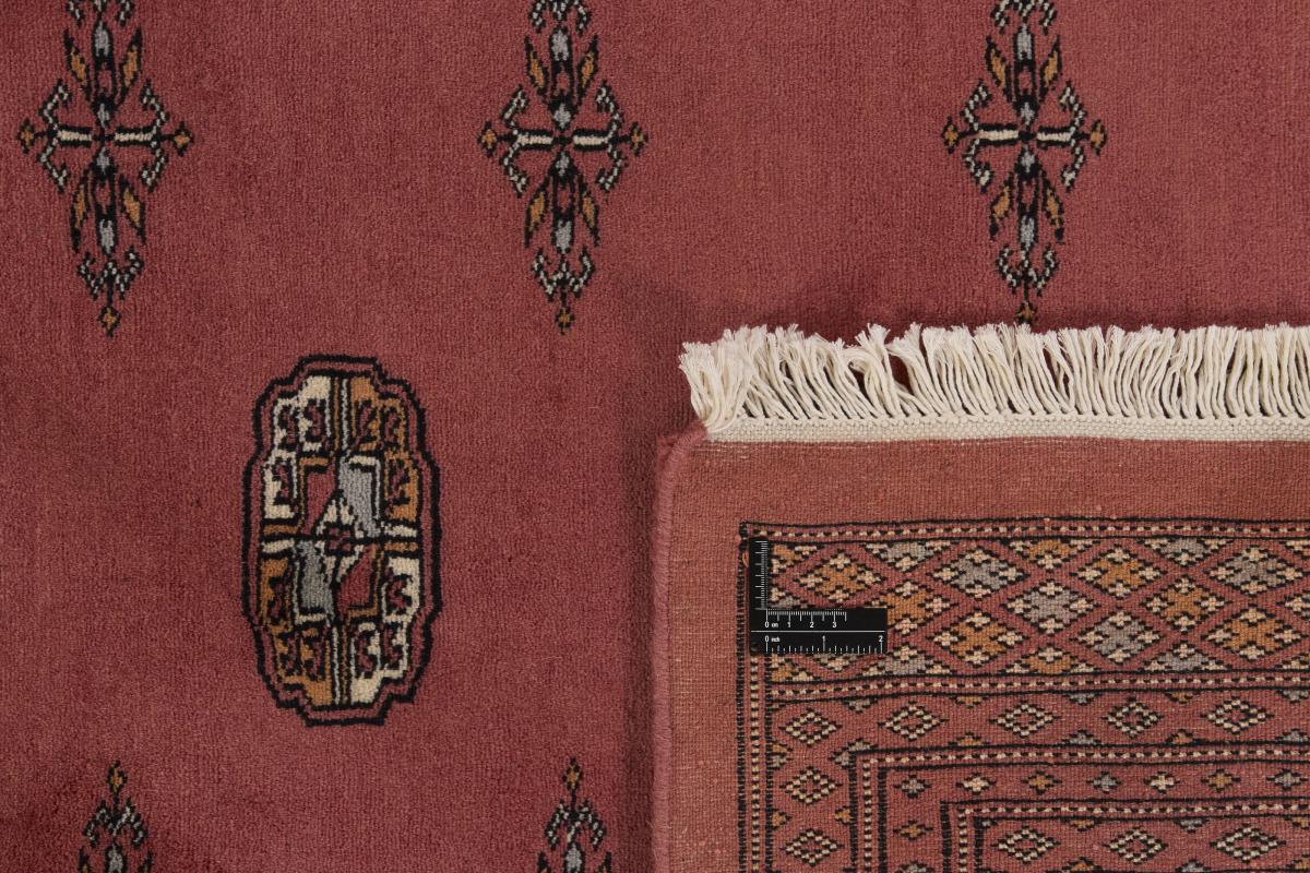 パキスタン Buchara 3ply - 1