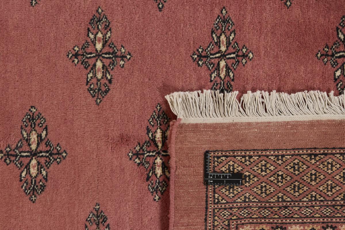 パキスタン Buchara 3ply - 1