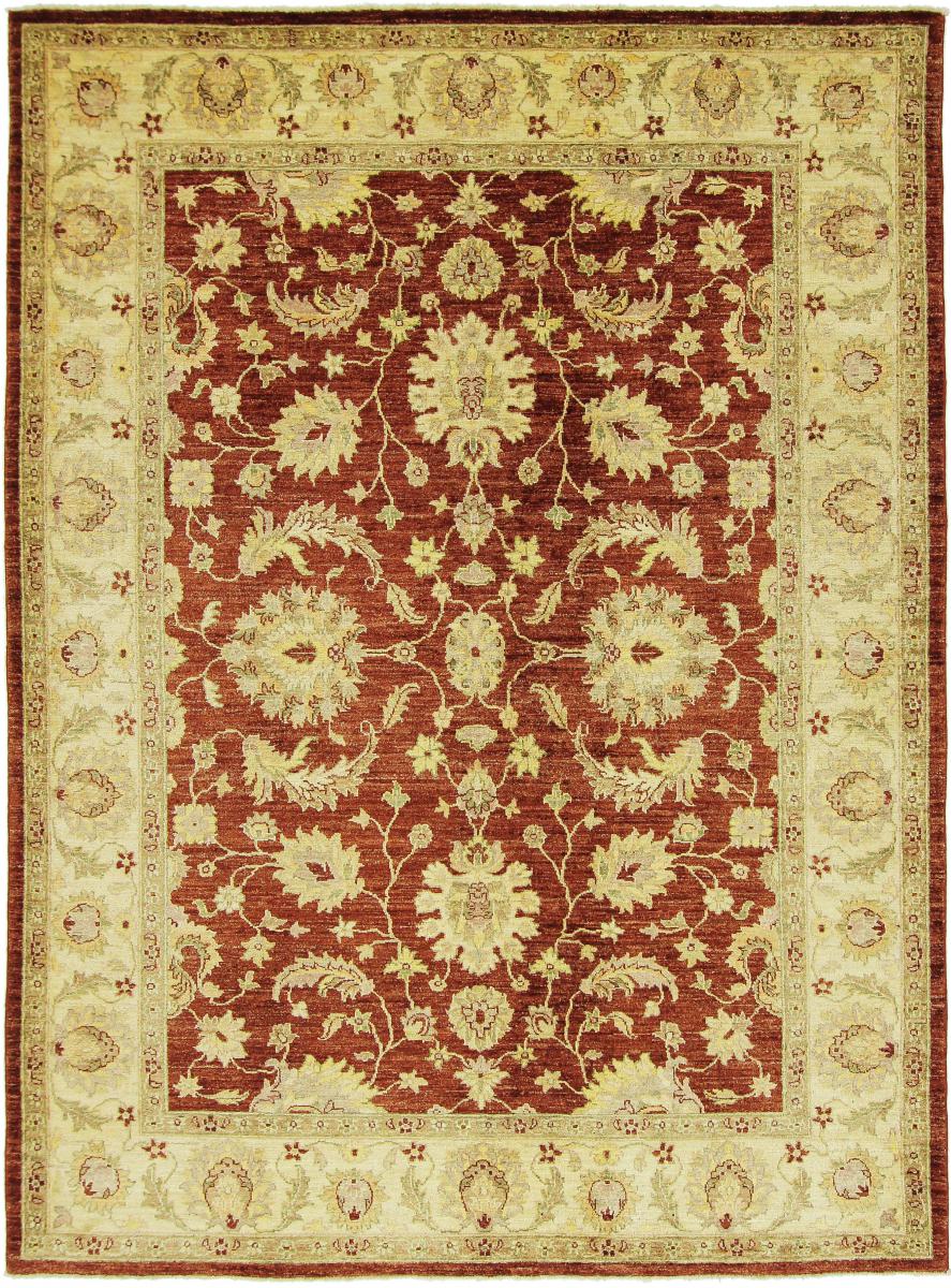 Afghan rug Ziegler Farahan 8'1"x5'11" 8'1"x5'11", Persian Rug Knotted by hand