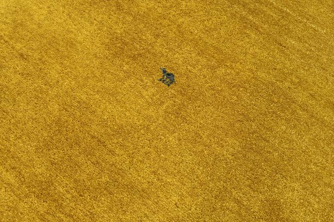 ギャッベ ペルシャ - 3