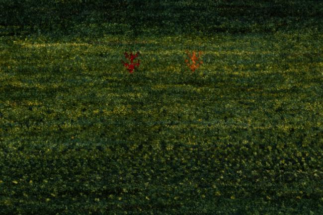 Perzisch Gabbeh Loribaft Atash - 6