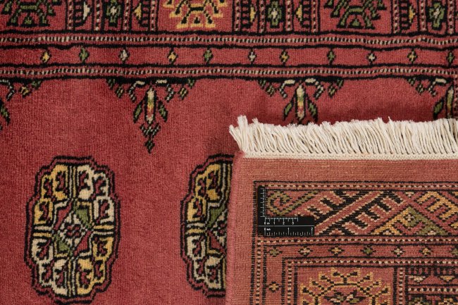 Pakistan Buchara 3Ply - 1