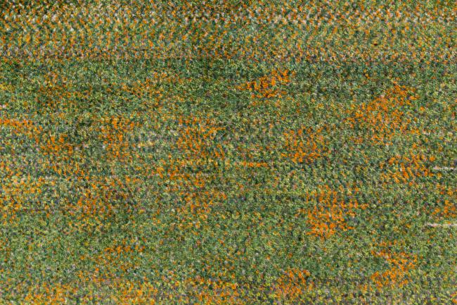 Persisk Gabbeh Loribaft Essence - 7