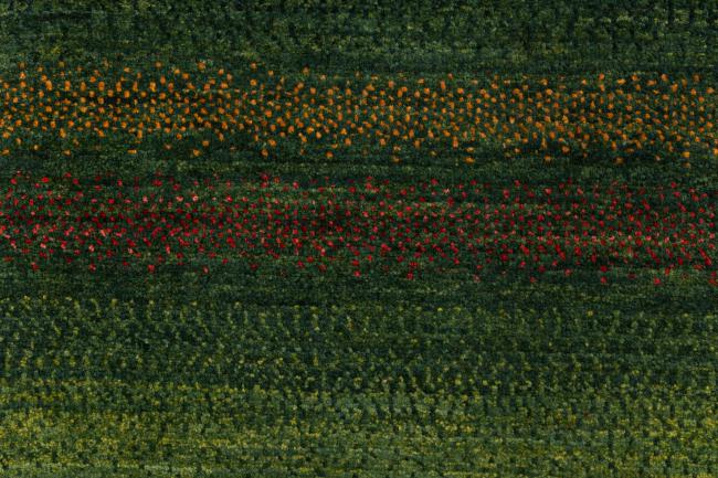 Persia Gabbeh Loribaft Atash - 6