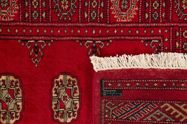 Pakistan Buchara 3Ply - 1