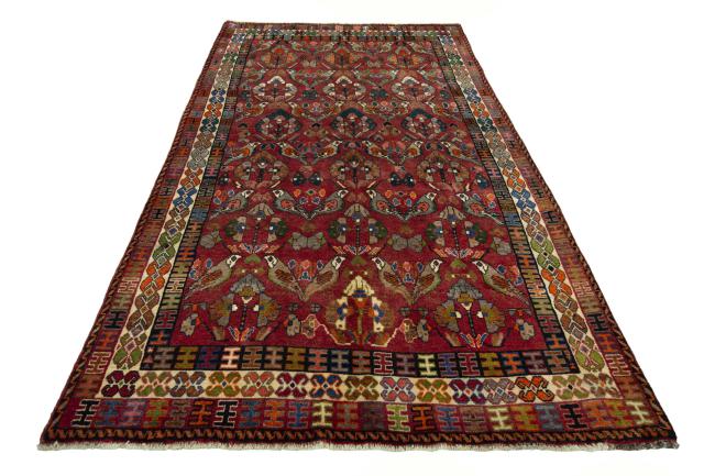 Shiraz - 4