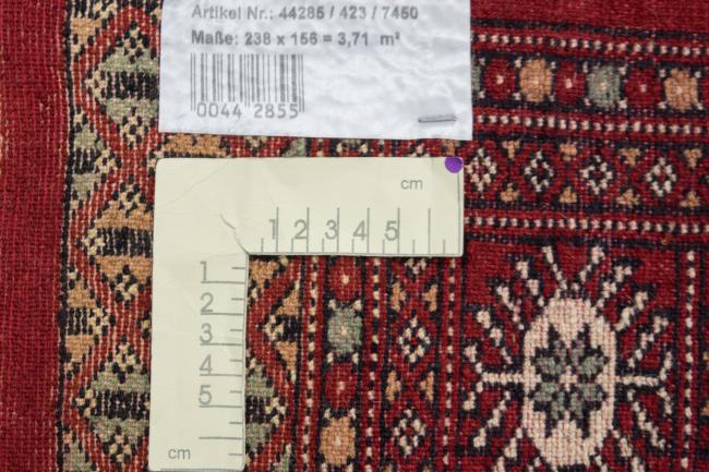 Pakistan Buchara 3ply - 6