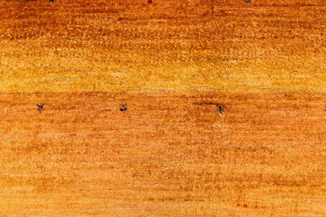 Persja Gabbeh Loribaft Atash - 7