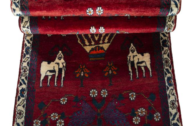 Shiraz - 8
