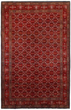 Moud Mahi 313x200