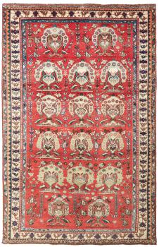 Shiraz 239x154