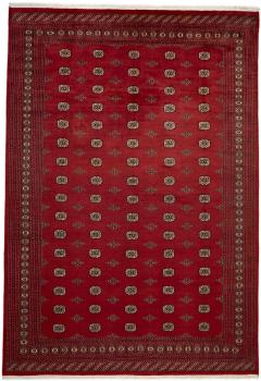 Pakistan Buchara 2ply 426x310
