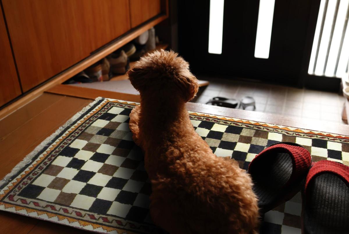Dværgpudlen ligger på dørmåtten med schackmønster i indgangen.