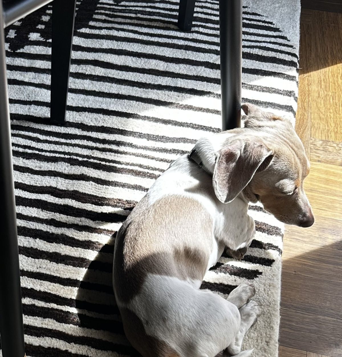 Detailed view of the zebra-look Berber rug