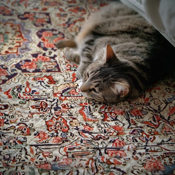 Kat er på håndknyttet Bidjar-tæppe.
