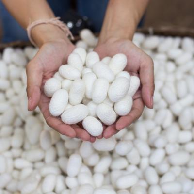 Silke-kokoner i to hænder – råmateriale til kvalitets silketæpper