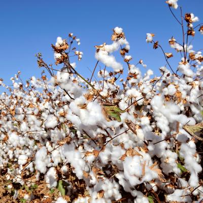 Moden bomuldsmark med hvide fibre, grundlag for kæde- og skudtråde i orientalske tæpper.