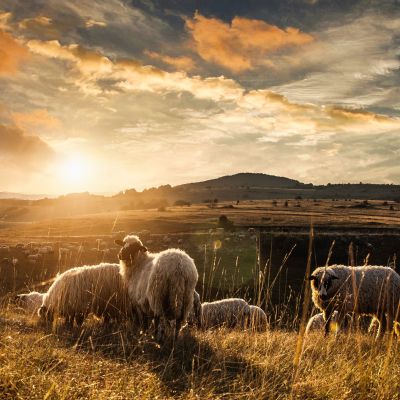 Ręczne przetwarzanie wełny owczej jako zrównoważona podstawa dla dywanów w stylu Nature Living